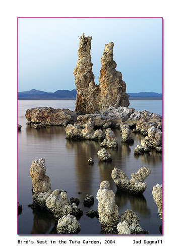040905-7908_birds_nest_in_t.jpg